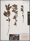 Foto von Salix cinerea L. x Salix phylicifolia L.